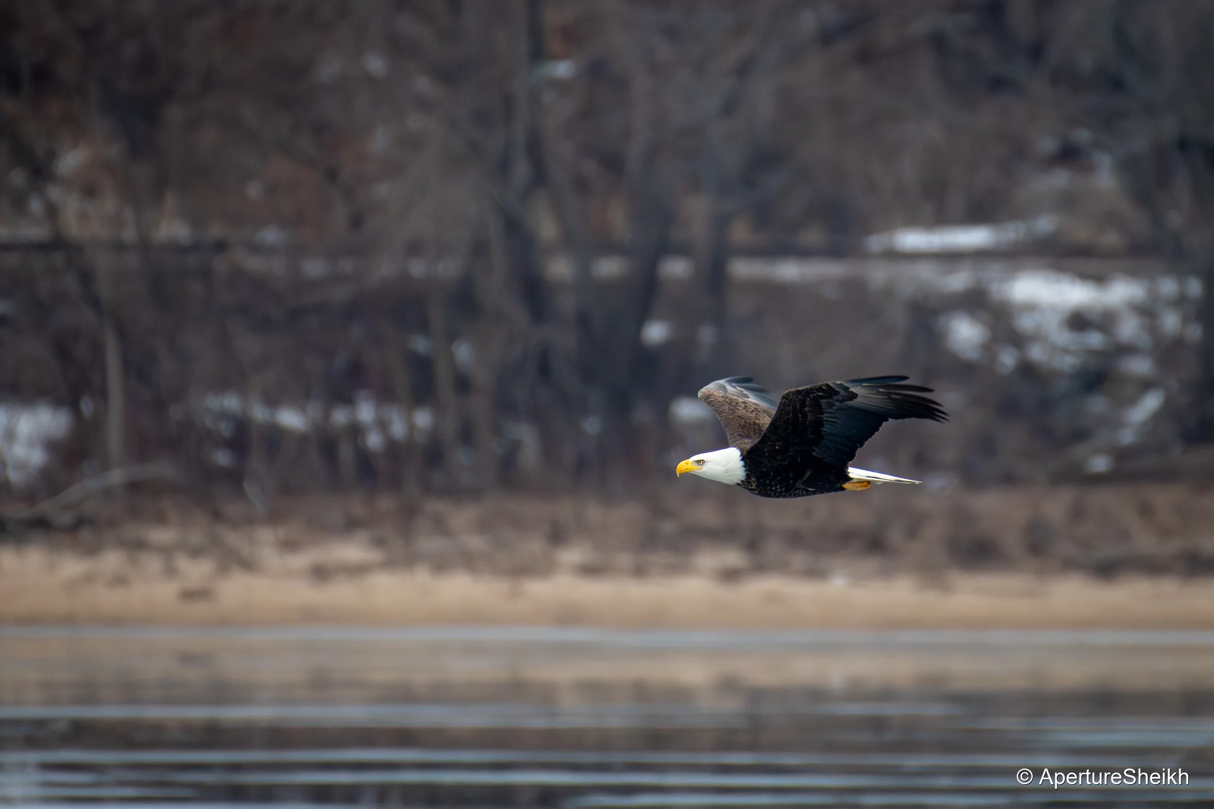 Bald Eagle in Flight